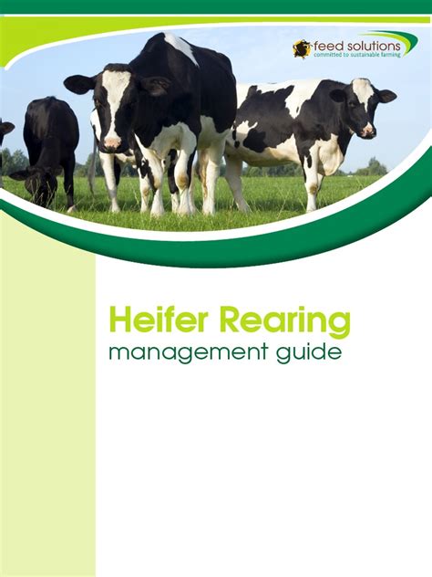 Heifer Rearing Management Guide Pv Pdf Calf Dairy Farming
