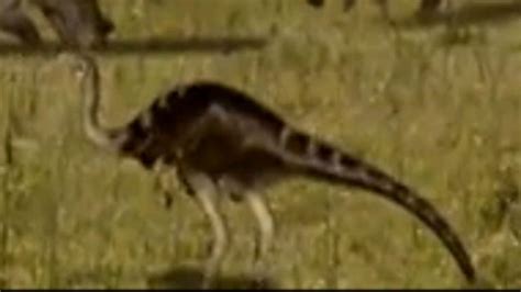 Ornithomimus When Dinosaur Roamed America Wiki Fandom