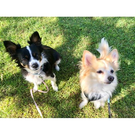 A dog blog for the love of pets. Bonded pair Victor and Sookie - Small Female Chihuahua x ...