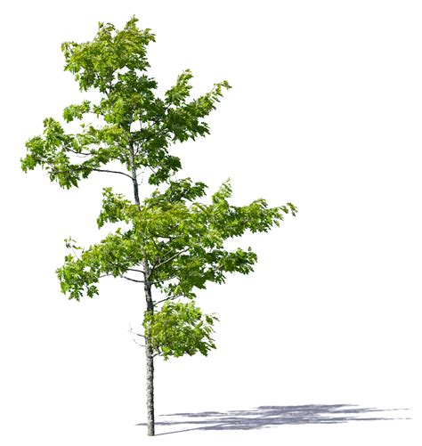 Maybe you would like to learn more about one of these? young oak tree - VIShopper