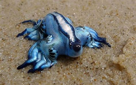21 More Weird Animals You Never Knew Existed