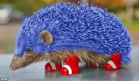 Gallery For Blue Hedgehog Hedgehog Animals Cute Animals