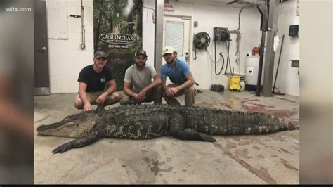 12 Foot 700 Pound Gator Found In Lake Marion