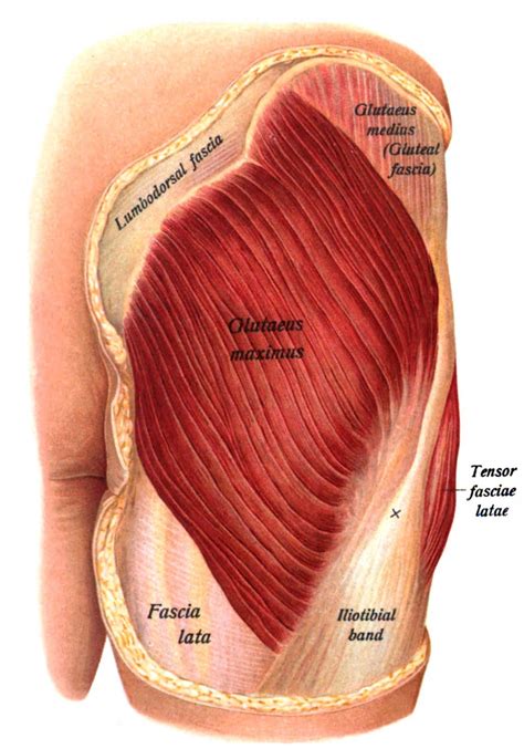 The gluteus minimus is the smallest and deepest of the gluteal muscles. Gluteus Maximus