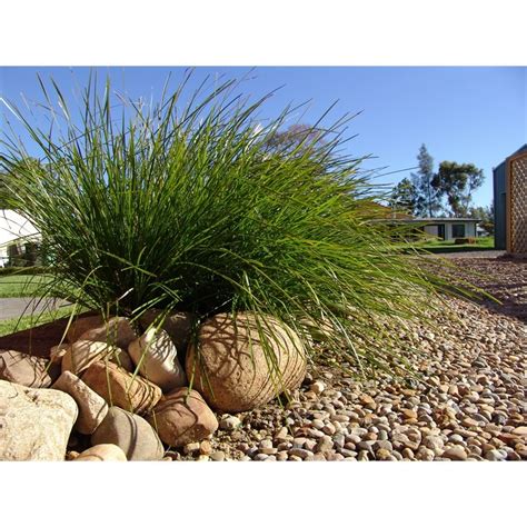 Different grasses tolerate different soil types, levels of wear and shade, and require varying levels of maintenance. 140mm Lomandra Tanika Go Between Grass | Plants for shady areas, Lomandra, Australian plants