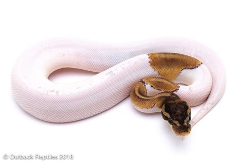Mojave Pied Male Outback Reptiles
