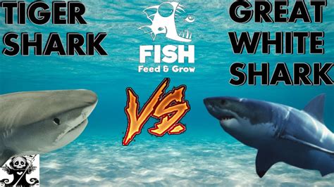 Cell c sharks head coach sean everitt credited the 'three es' behind. TIGER SHARK VS GREAT WHITE SHARK | Feed and Grow Fish ...