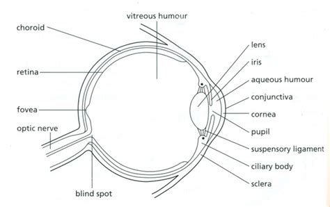 Labeled Simple Labeled Human Eye Diagram