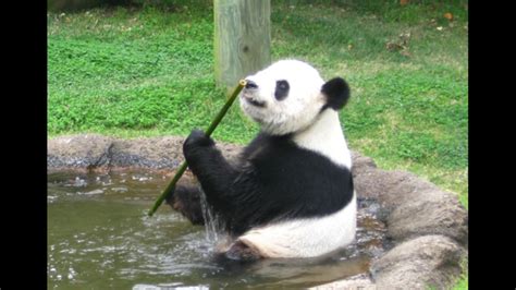 Panda Poop Provides Clues To Their Tummy Troubles Mental Floss