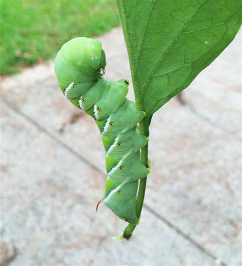 Green Caterpillars Eating Tomato Plants Tobacco And Tomato Hornworms