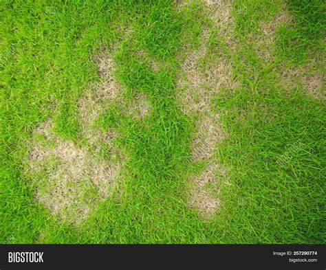 Grass Texture Grass Background Patchy Grass Lawn In Bad Condition And Need Maintaining Pests