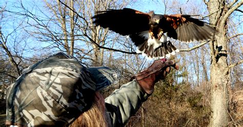 Exclusive Group Has Permits To Hunt With Birds Of Prey