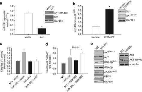 reciprocal regulation between akt activity and mir 29b expression in mm download scientific