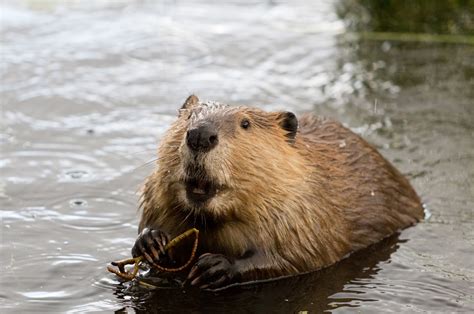 Beaver Chews Down Pole Knocks Out Citys Power