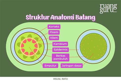 Mengenal Anatomi Organ Vegetatif Pada Tumbuhan Biologi Kelas