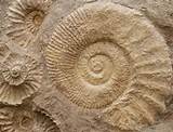 Videos On Fossils