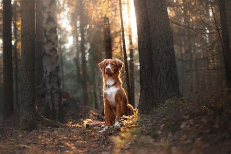 La maladie de lyme (borréliose) est une maladie infectieuse transmise par les tiques et présente sur tout le territoire français. Tique : la maladie de Lyme chez le chien