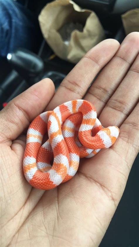 Small Pet Snakes That Stay Small Pets Animals Us