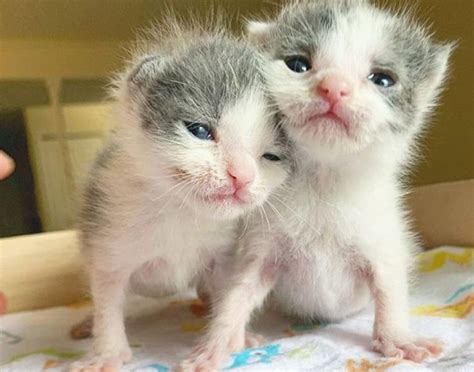 Twin Kittens Insist On Staying Together Helping Each Other Thrive