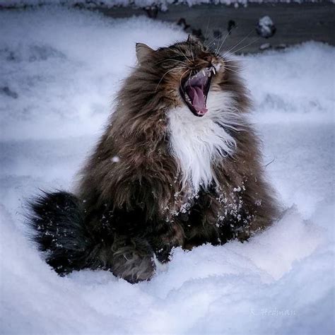 45 Photos Of Finnish Cats Living Their Best Winter Life Forest Cat