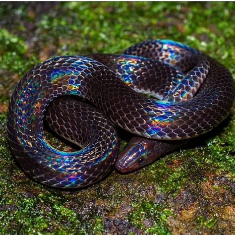 Iridescent Snakes Are So Beautiful This Geophis Downsi Or Savages