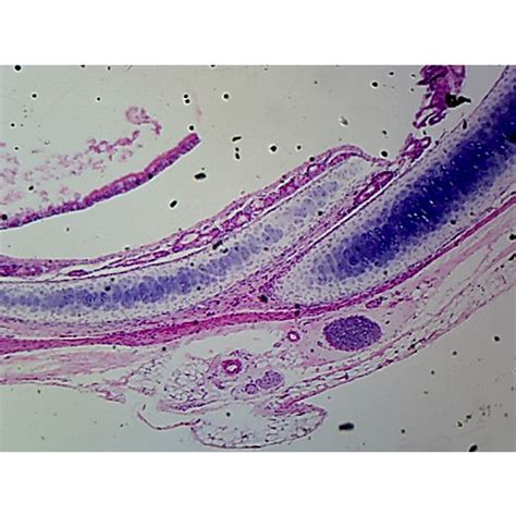 Prepared Microscope Slide Hyaline Cartilage Mammal Condrocytes
