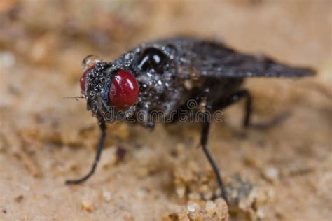 Red Eyed Black Fly Stock Image Image Of Nature Bluish 10510473