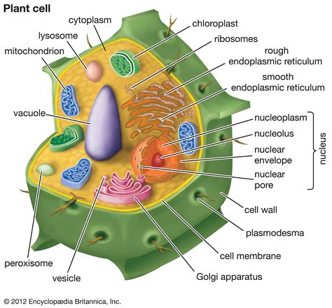 Glossary Of Animal Cell Anatomy Terms Glossary For Biotechnology