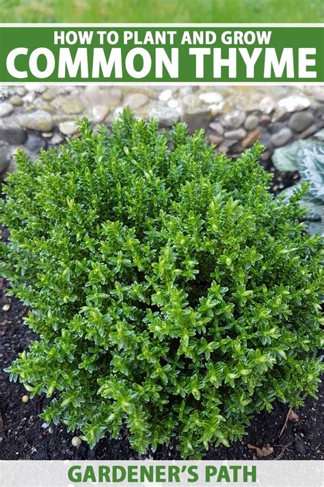 How To Grow And Care For Common Thyme Gardeners Path