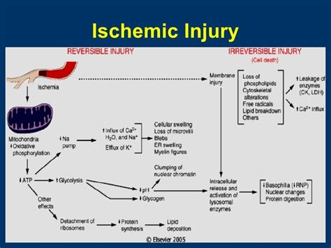 General Pathology Lecture 1 Introduction And Cell Injury