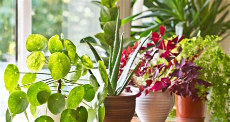 Ha necessità di un ambiente abbastanza caldo con molta luce, ma non di sole diretto. Piante da appartamento | Nomi e varietà ...