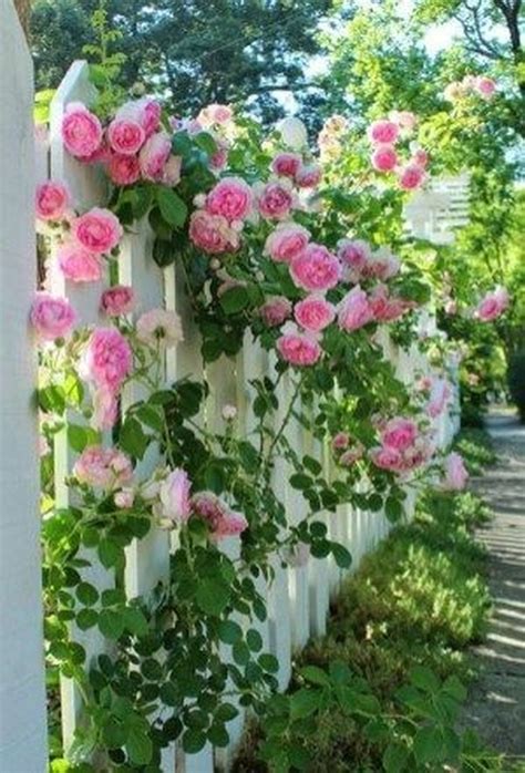 40 Small Front Yard Design With Beautiful Blooming Flowers Rose