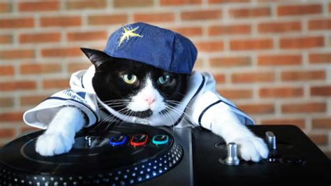 Bbc Culture How Cats Won The Internet