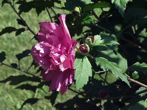 Hibiscus Syriacus Shrubby Rose Mallow Go Botany
