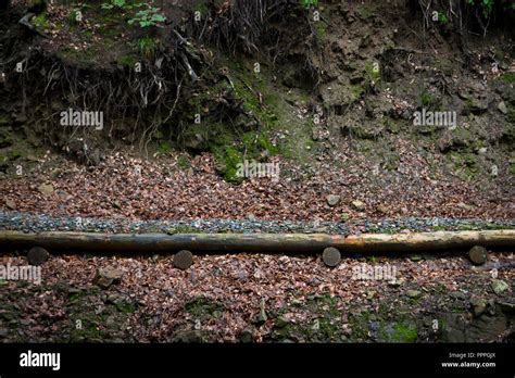 Path In The Italian Forest Stock Photo Alamy