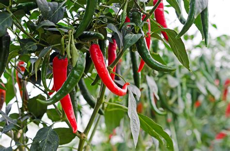 Why did chillies evolve heat? Chilli Growing Guide |Tui| Prepare, Plant, Nourish, Harvest