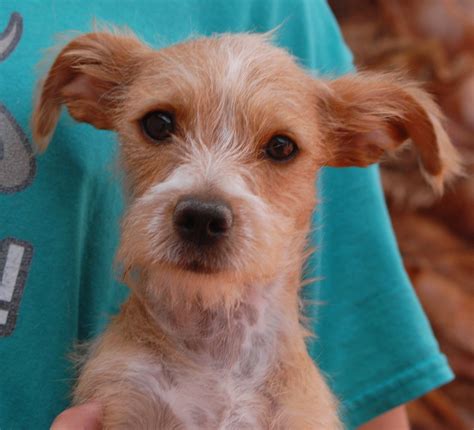 Godiva, a precious baby girl longing to be cherished, debuts for