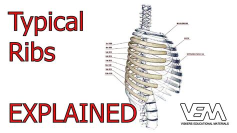 In most tetrapods, ribs surround the chest, enabling the lungs to expand and thus facilitate breathing by expanding the chest cavity. Typical And Atypical Ribs Anatomy - Rwanda 24