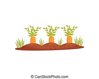 Carrots growing. A cross-section of carrots growing in rich, dark soil ...