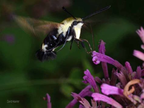 Snowberry Clearwing Moth Western Carolina Botanical Club