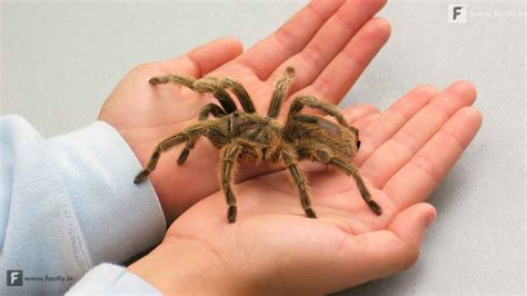 Top 10 Venomous Spider In World Most Dangerous Spiders In World