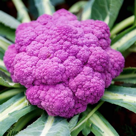 150 Purple Cauliflower Seeds Heirloom Non Gmo Etsy