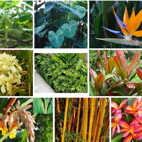 Aloha Tropicals Plant Nursery In Vista