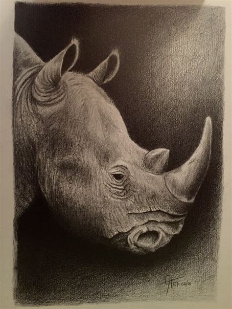 Rhino Drawing In Pencil On Behance