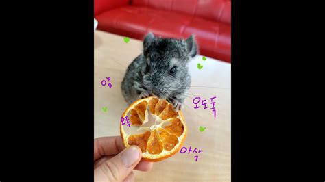 피카츄 모델이라는 친칠라의 귀염뽀짝 귤칩 먹방 제주 제리쥬 Chinchilla Pikachu ピカチュウ 皮卡丘 Youtube