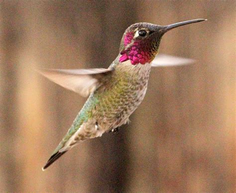159872 1 Desert Hummingbirds Robert W Gilcrease Flickr