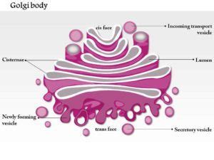 golgi body structure | What is cell, Cell biology, Science ...