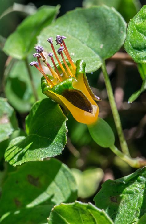 Fuchsia Procumbens • New Zealand Plant Conservation Network