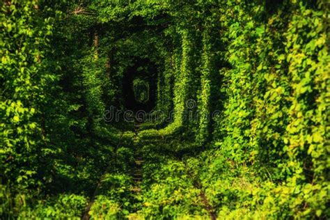 Beautiful Tunnel Of Green Trees Tunnel Of Love Old Abandoned Railway