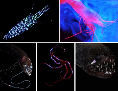 Bioluminescent Animals Will Light Up Your Life Bioluminescent Animals